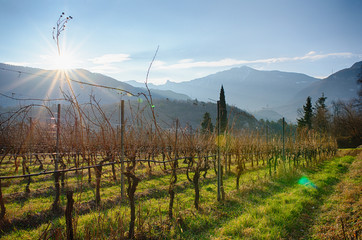 Weinanbau in Italien mit Bergen im Hintergrund