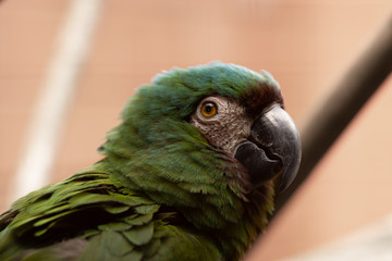 grüner papagei portrait