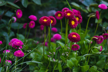 Bright daysies in the garden