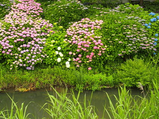 紫陽花咲く新坂川風景