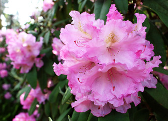 Obraz premium Closeup blooming rhododendron in the spring garden. Season of flowering rhododendrons. Spring background.