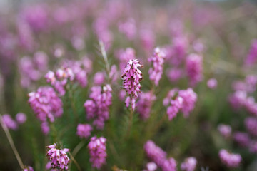 Heide Erika in Nahaufnahme mit violetter (lila) Blüte mit grünen Stiel 2