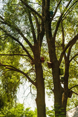 small bird houses hanged in trees