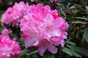 Closeup blooming rhododendron in the spring garden. Season of flowering rhododendrons. Spring...