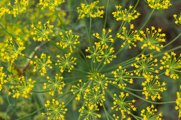 yellow dill flowers closeup background texture
