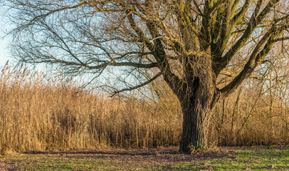Bare tree in sunlight