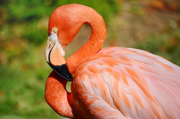 Pink Flamingo against Green Background