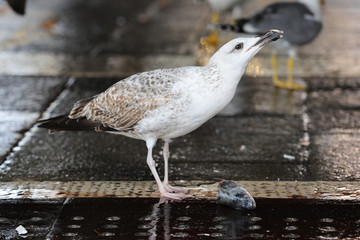 Seagull eating fish at market in Venice