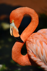 Pink Flamingo against Green Background