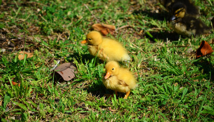 Yellow Baby Ducks on a Green Grass 