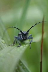 カミキリムシ　正面