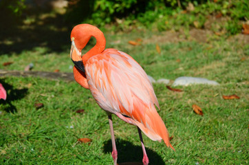Pink Flamingo against Green Background