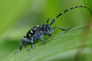 カミキリムシ