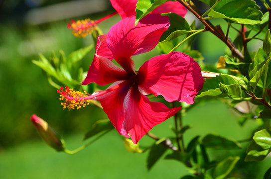 Fototapeta Beautiful Red Hibiscus Flower  -Closeup