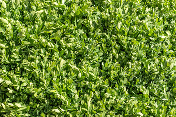Buchsbaumhecke im Garten
