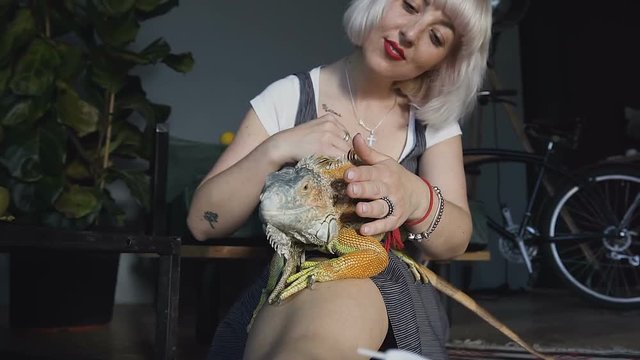 Cute europein woman holding and playing with chameleon. She is not scared to hold it on hand. Concept of self learning and love animal lifestyle.
