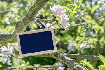 blank sign with space for text hangs in a tree
