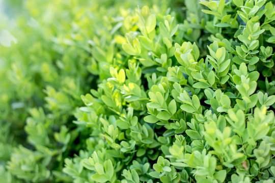 Buchsbaumhecke im Garten