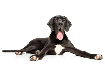 Great Dane posing on white background