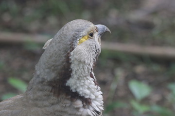 Himalayan snowcock (Tetraogallus himalayensis), pheasant family,  a large grey partridge-like bird