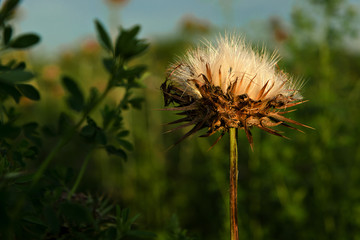 weed