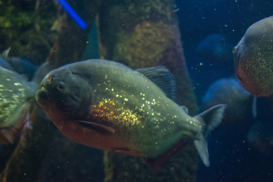 piranha in aquarium