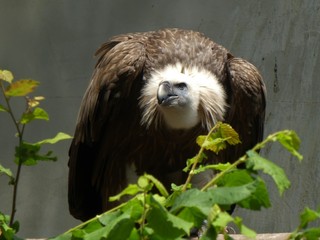 vulture in a zoo