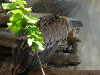 vulture in a zoo