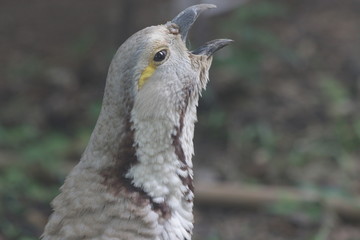 Himalayan snowcock (Tetraogallus himalayensis), pheasant family,  a large grey partridge-like bird