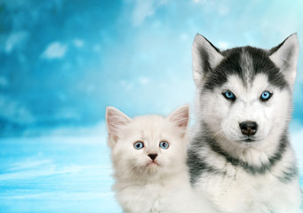 Cat and dog together , neva masquerade kitty, siberian husky puppy look straight forward on blue snowy background © tania_wild