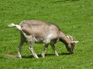 goat on a meadow