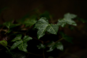 Ivy Bokeh