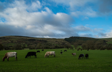 Naklejka premium Cows in the field