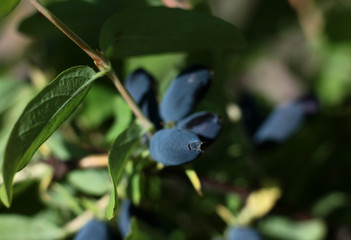 blue berries of garden honeysuckle