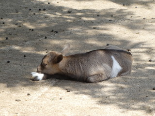 yount goat on a farm