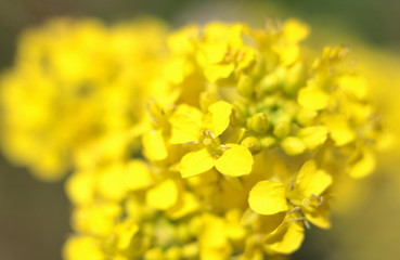 yellow wildflowers close - up on blurred natural background