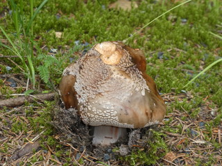 mushroom in the moss