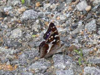 big colorful butterfly