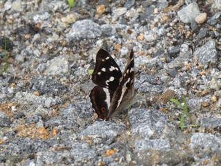 big colorful butterfly