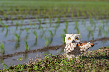 Mini white owl figurine playing the violin in a newly planted rice field background.