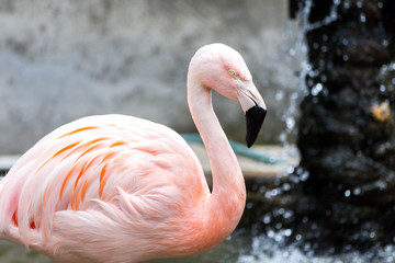 Pink flamingo side view with mini water falls in the background