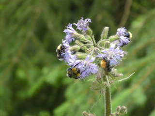 bumblebee on a purple blossom