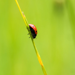 Red Ladybug In Pure Nature