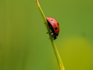 Red Ladybug In Pure Nature