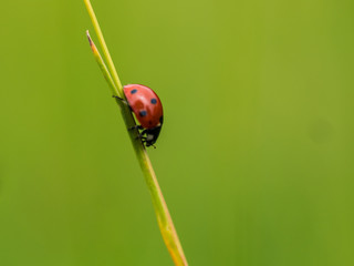 Red Ladybug In Pure Nature
