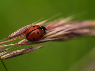 Red Ladybug In Pure Nature