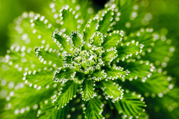 水滴 水草