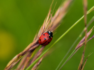 Red Ladybug In Pure Nature