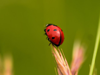 Fototapeta premium Red Ladybug In Pure Nature