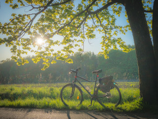 Fototapeta premium Bicycle on the road under the tree